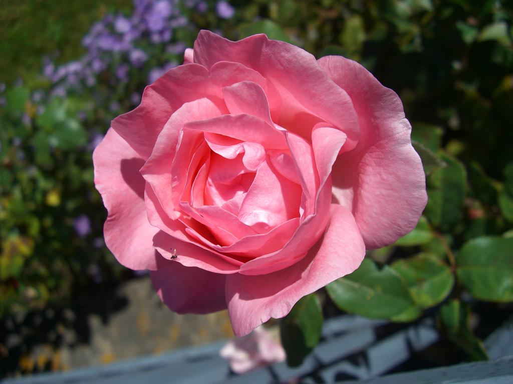 20091004,_AUTUNNO_IN_...FIORE_012.jpg