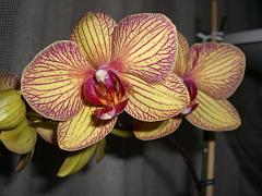 20100110,_FIORINCASA_005